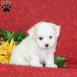 Poppy, Maltipoo Puppy